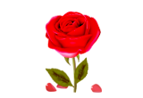 鲜花.png